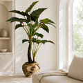 Alocasia dans un grand bol en teck sculpté pour décoration intérieure | Solérive