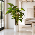 Alocasia Red Prince dans un cache-pot Ben XL blanc laqué pour décoration intérieure | Solérive
