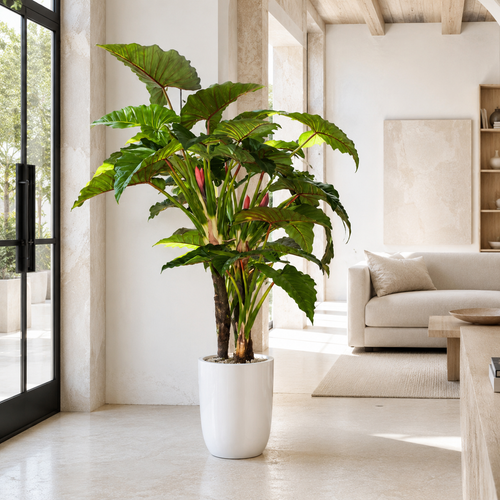 Alocasia Red Prince dans un cache-pot Ben XL blanc laqué pour décoration intérieure | Solérive