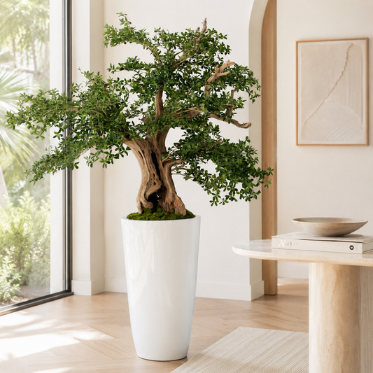 Bonsaï olivier noir dans un cache-pot Belle blanc laqué pour décoration intérieure | Solérive