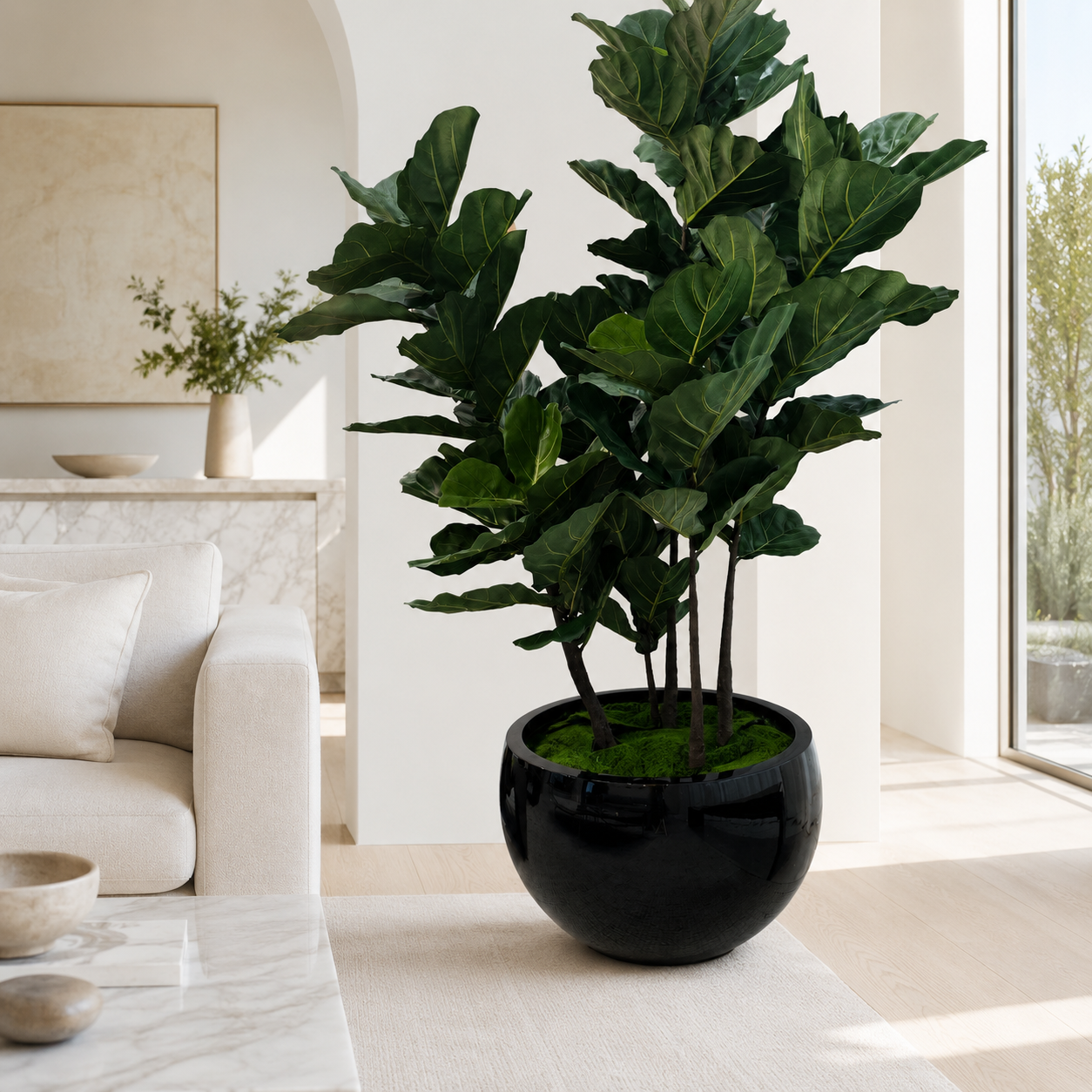 Ficus lyrata dans un cache-pot Terragona noir pour décoration intérieure | Solérive
