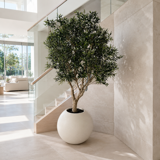 Olivier dans un vase Globe beige mat pour décoration intérieure | Solérive